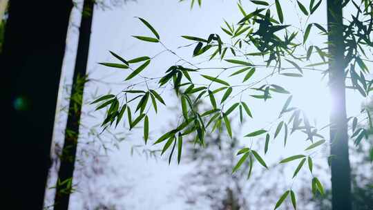 竹林阳光 阳光竹林 竹叶特写