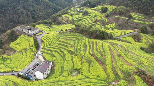 航拍 浦江美丽乡村民生村油菜花海梯田风光