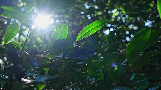 阳光下的茶园绿茶茶树叶子茶籽光影