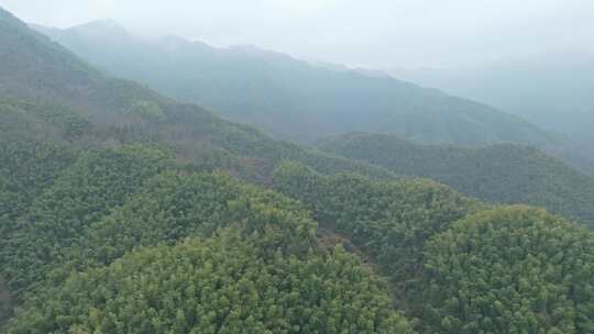 皖南山区大山中的葱郁的竹林景观