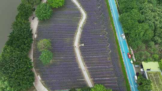 航拍福建福州城市花海公园