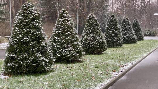 雪花飘落在公园的松树上