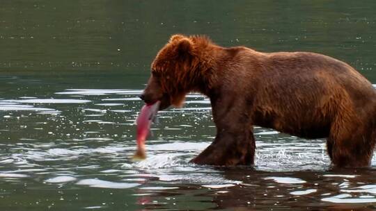 熊捕食鲑鱼视频素材模板下载