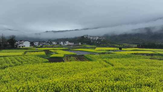 航拍油菜花田