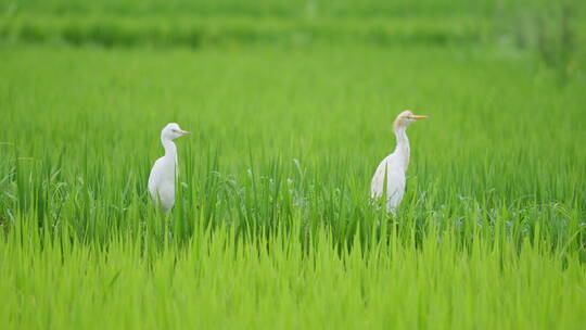夏天绿色稻田里的两只白鹭