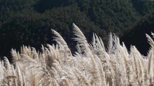 芦苇芦苇丛野草吹动视频素材模板下载