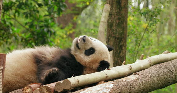 睡觉的国宝大熊猫特写
