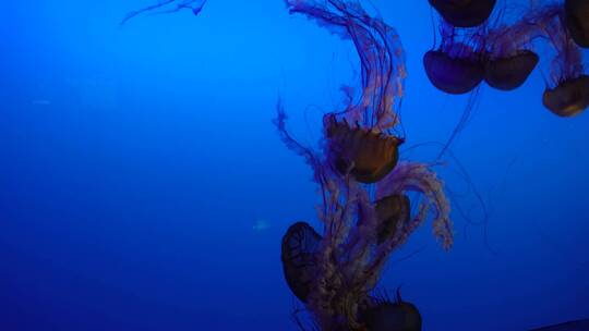 【镜头合集】太平洋海刺水母海蜇海洋生物