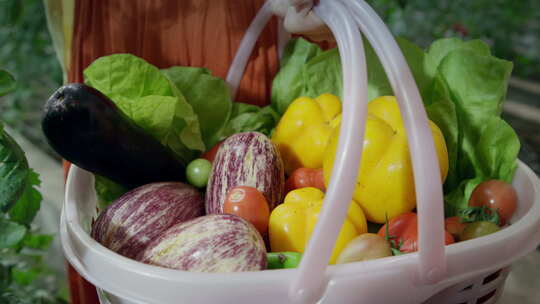 游客在蔬菜大棚采摘各种蔬菜