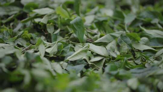 新鲜茶叶特写素材