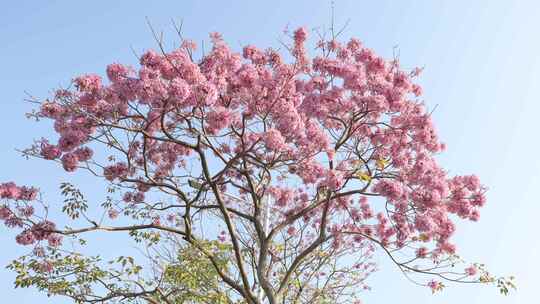 紫花风铃木