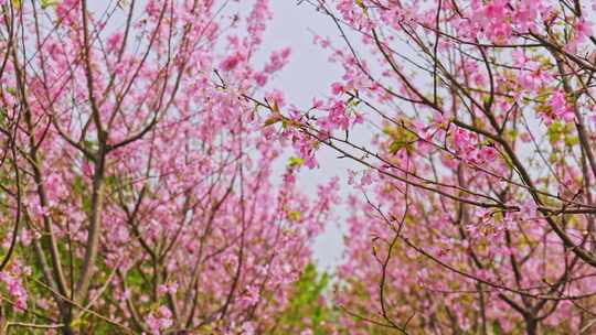 春天粉红色樱花盛开