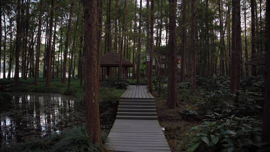 杭州西湖景区曲院风荷风景