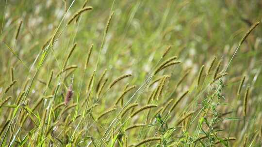 野草毛毛狗