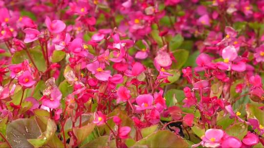 红色海棠花群