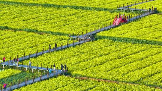 沙堤村油菜花视频素材模板下载