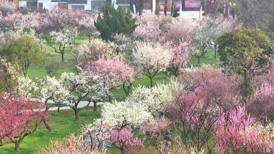 武汉东湖梅园春季梅花盛开视频素材模板下载