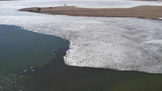 青海青海湖冬季湖面鸟群航拍视频