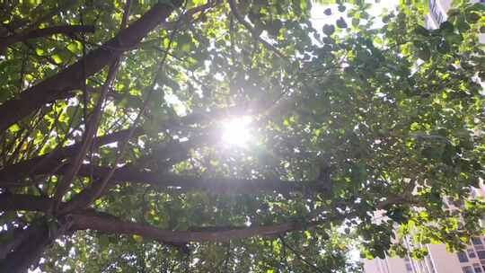 太阳光照射在树枝上，闪闪发亮
