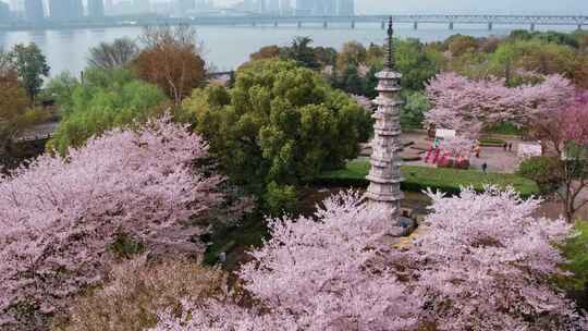 杭州白塔公园樱花