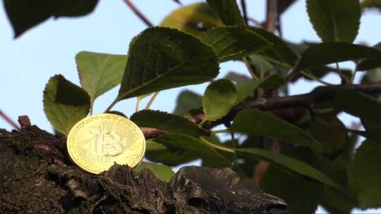 第一加密货币BTC。金色比特币躺在树上。