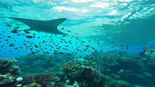 海洋生物