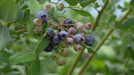 蓝莓种植园合集视频素材模板下载