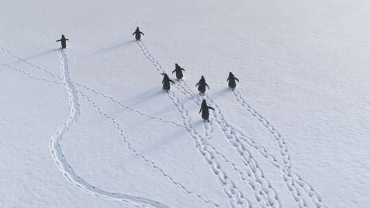 有趣的巴布亚企鹅极地雪地漫步鸟瞰图