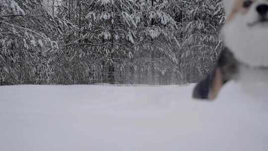 狗在森林旁的深雪中奔跑