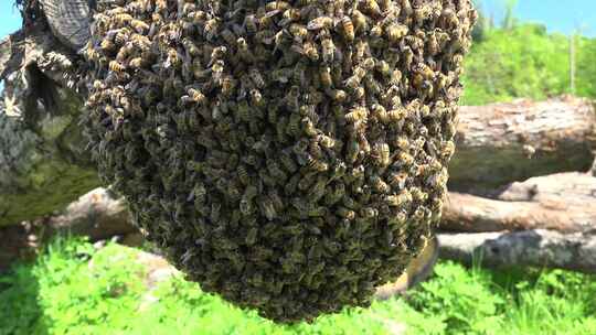 蜜蜂 蜂巢 蜂蜜 养蜂