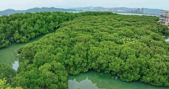 盐洲红树林保护区惠东候鸟白沙村