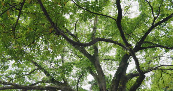 中国重庆市鹅岭公园百年老树