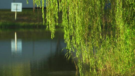 清晨阳光下的长沙洋湖湿地公园