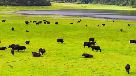 湿地水草边的牦牛