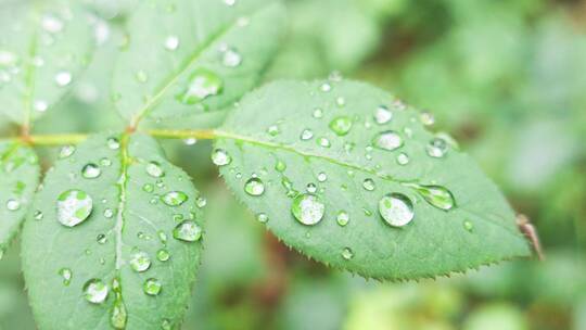 雨天叶子上的露水微距水滴4k超清