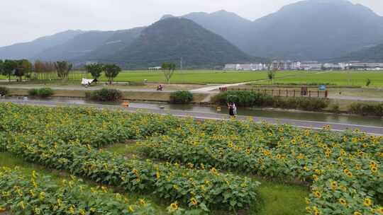 浙江瑞安曹村镇农村风光