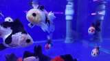 水族馆的鱼高清在线视频素材下载
