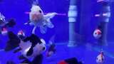 水族馆的鱼高清在线视频素材下载
