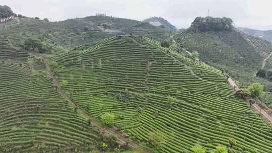 航拍绿色高山有机茶园