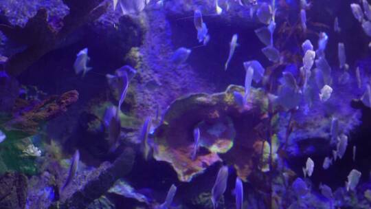 深海鱼群小鱼水下海底世界