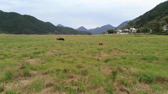 大草地牛吃草航拍