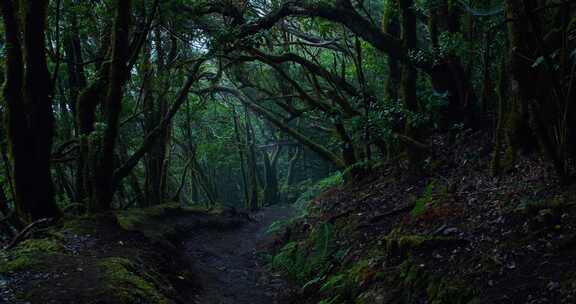 原始森林热带雨林静谧安静自然风景