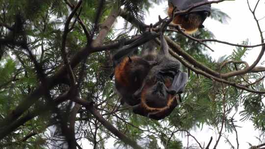 两只果蝠互相梳理和清洁，倒挂在树枝上，白天