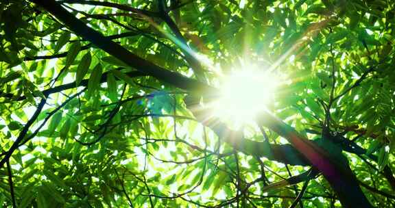 阳光穿过树枝绿叶