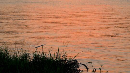 岸边浪花蜻蜓低飞夕阳水面景色黄昏阳光