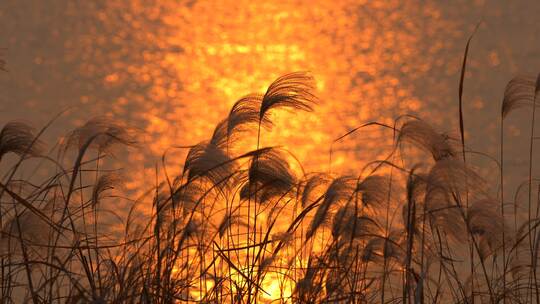 夕阳湖水芦苇