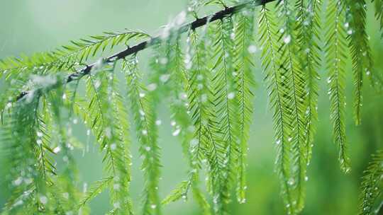 雨水 下雨  暴雨 24节气 水杉树叶