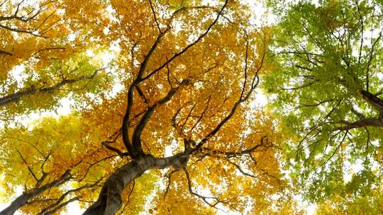 秋树被风吹动的底景