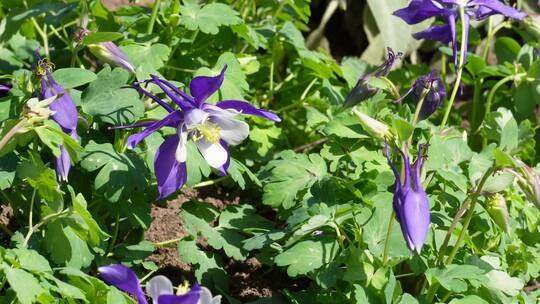 橘红色野花鲜花开花