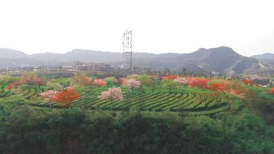 湖南郴州高椅岭樱花园